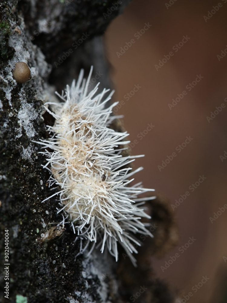 Tilachlidium brachiatum, known as cactus fungus, a sac fungi growing on spruce deadwood from Finland Tilachlidium brachiatum, known as cactus fungus, a sac fungi growing on spruce deadwood from Finland