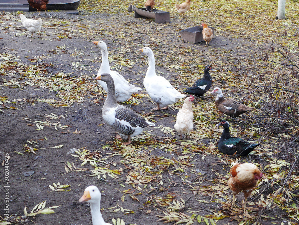 Fototapeta premium Chickens geese farming. geese. poultry yard in the village. Chickens and geese walk in the fresh air. farm with animals