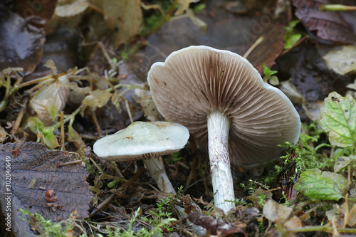 Stropharia caerulea, known as the blue roundhead or blue-green psilocybe, wild mushroom from Finland