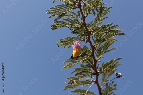 Flower of a sicklebush, Dichrostachys cinerea photo
