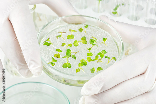 Cloned vegetables in laboratory photo