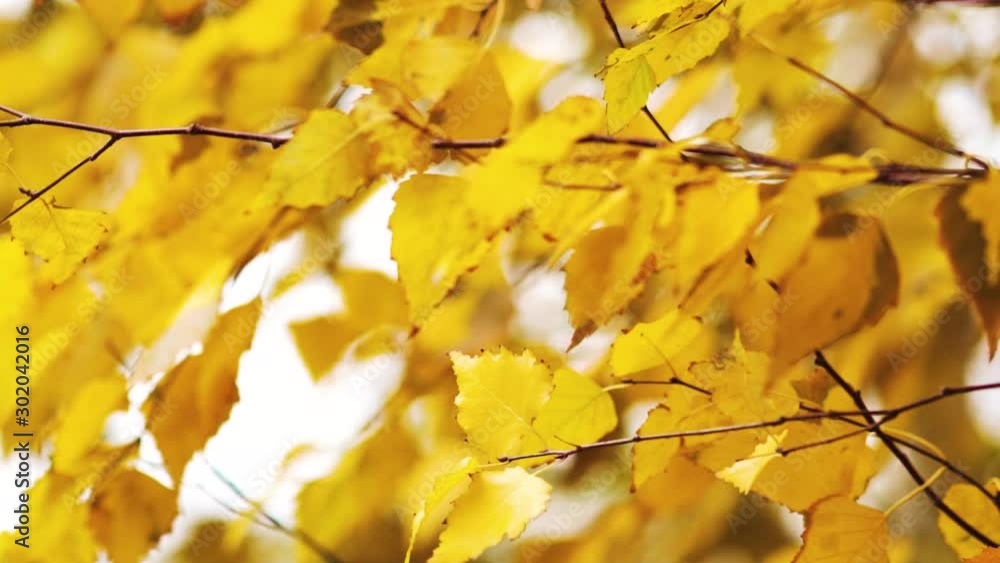 Golden leaves on birch tree on sunny day Golden leaves on birch tree on sunny day