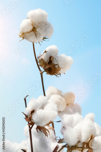 cotton flowers with sun at agricultural field