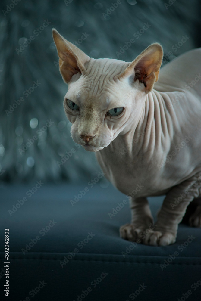 Cute Sphynx Canadian Hairless sits on a dark couch Cute Sphynx Canadian Hairless sits on a dark couch