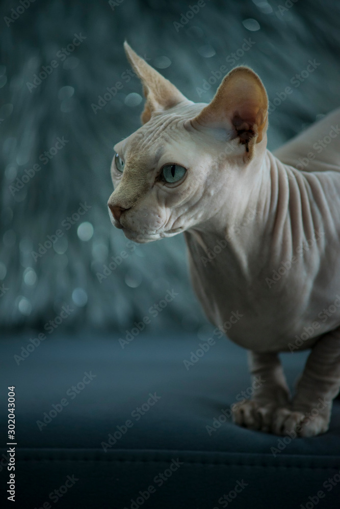 Cute Sphynx Canadian Hairless sits on a dark couch