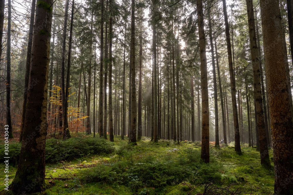 Fototapeta premium Landschaft um den Titisee - Schwarzwald