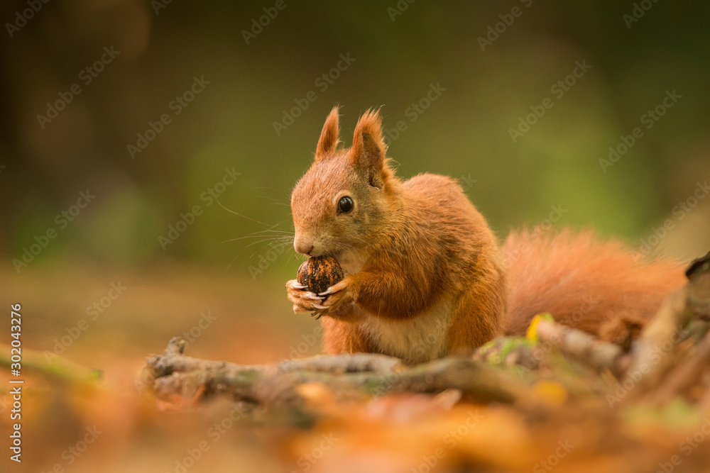 Cute Red squirrel in the natural evironment, wildlife, close up, silhouete, Sciurus vulgaris Cute Red squirrel in the natural evironment, wildlife, close up, silhouete, Sciurus vulgaris
