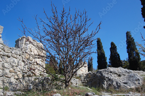 Ruins of ancient Greek colony Khersones.Sevastopol.Crimea photo