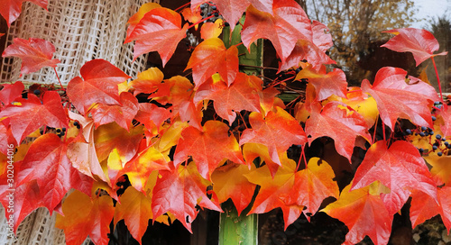 Autumn leaves of wild wine at the countryside photo