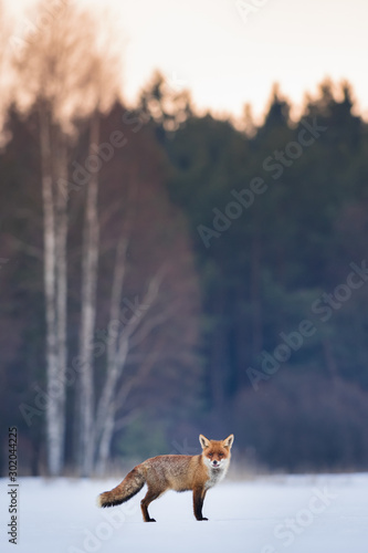 Cute Red fox in the natural environment, Vulpes vulpes, Europe