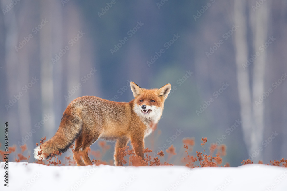Obraz premium Śliczny lis rudy w środowisku naturalnym, Vulpes vulpes, Europa