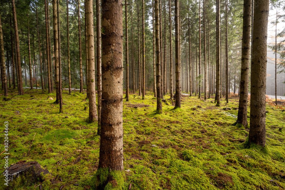 Obraz premium Landschaft um den Titisee - Schwarzwald 