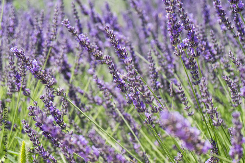 Infinite lavender fields  with purple and violet flowers. Closeup