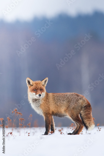Cute Red fox in the natural environment, Vulpes vulpes, Europe
