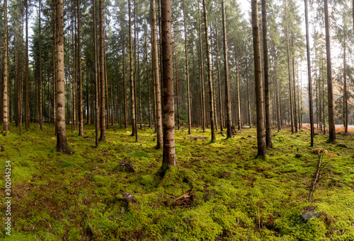 Landschaft um den Titisee - Schwarzwald 