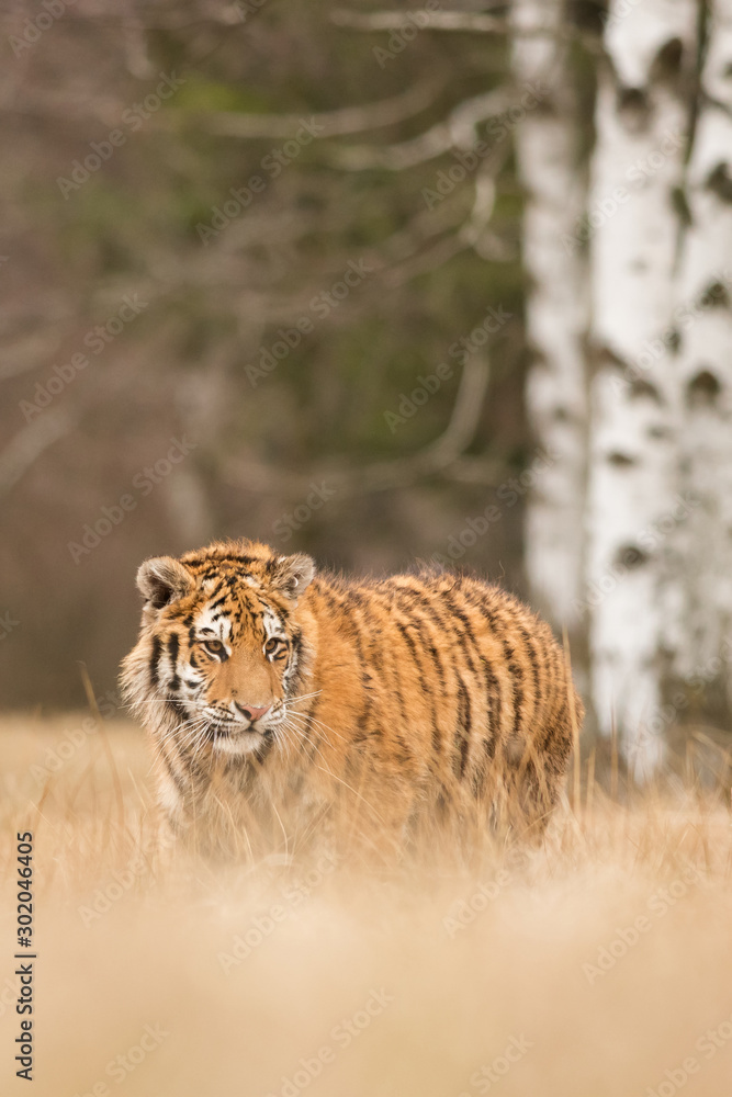 Obraz premium Siberian tiger in the natural environment, close up, silhouette, Panthera tigris altaica