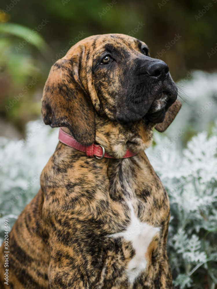 Adorable Fila Brasileiro brindle color puppy portrait Stock Photo | Adobe  Stock