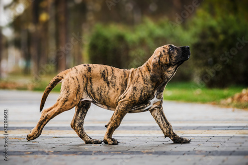 Fila Brasileiro brindle color puppy running, ambling gait, amble photo