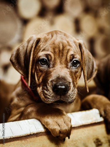 Cute rhodesian ridgeback puppy dog sitting on wooden background