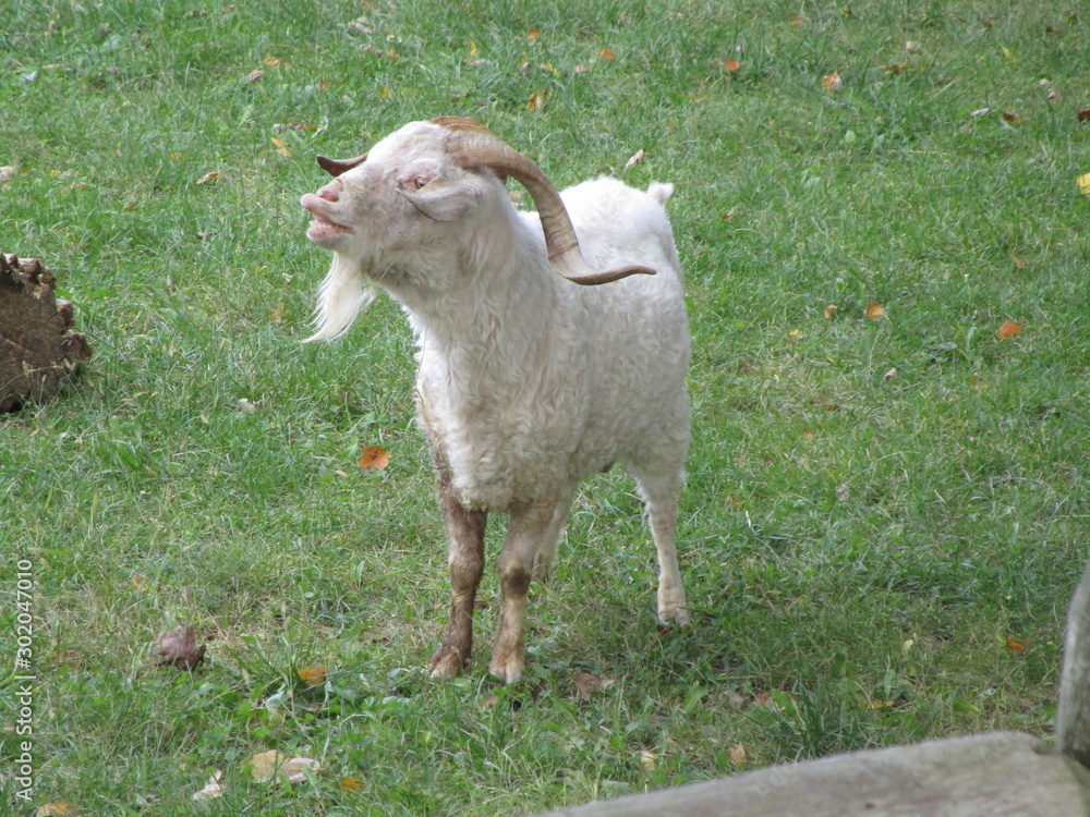 Obraz premium Angora Goat