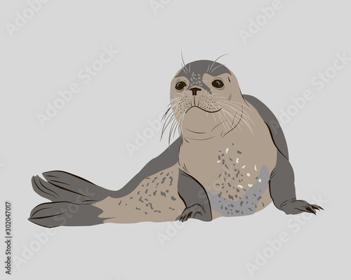 Seal laying on the ground. Sea lion. Isolated. Wild animal of South and North pole