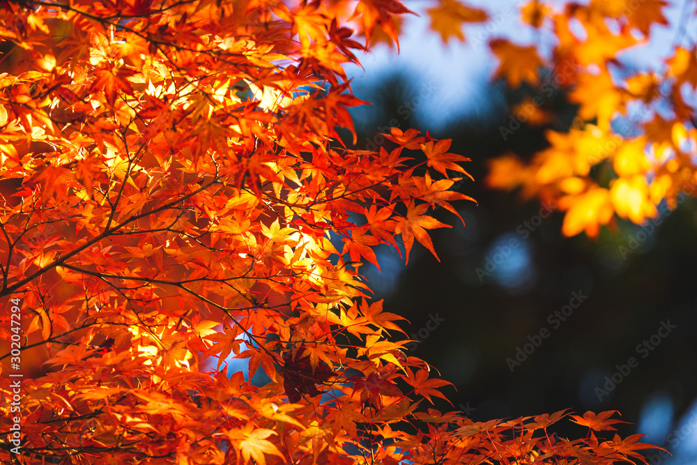 紅葉の紅葉 紅葉の紅葉