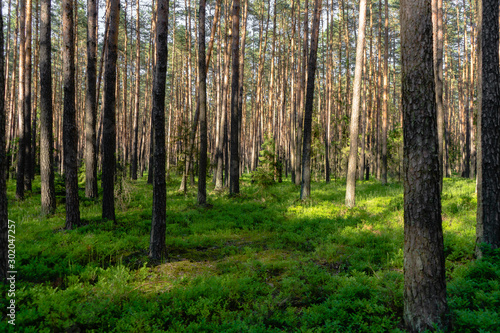 Forest © Bartek Wróblewski