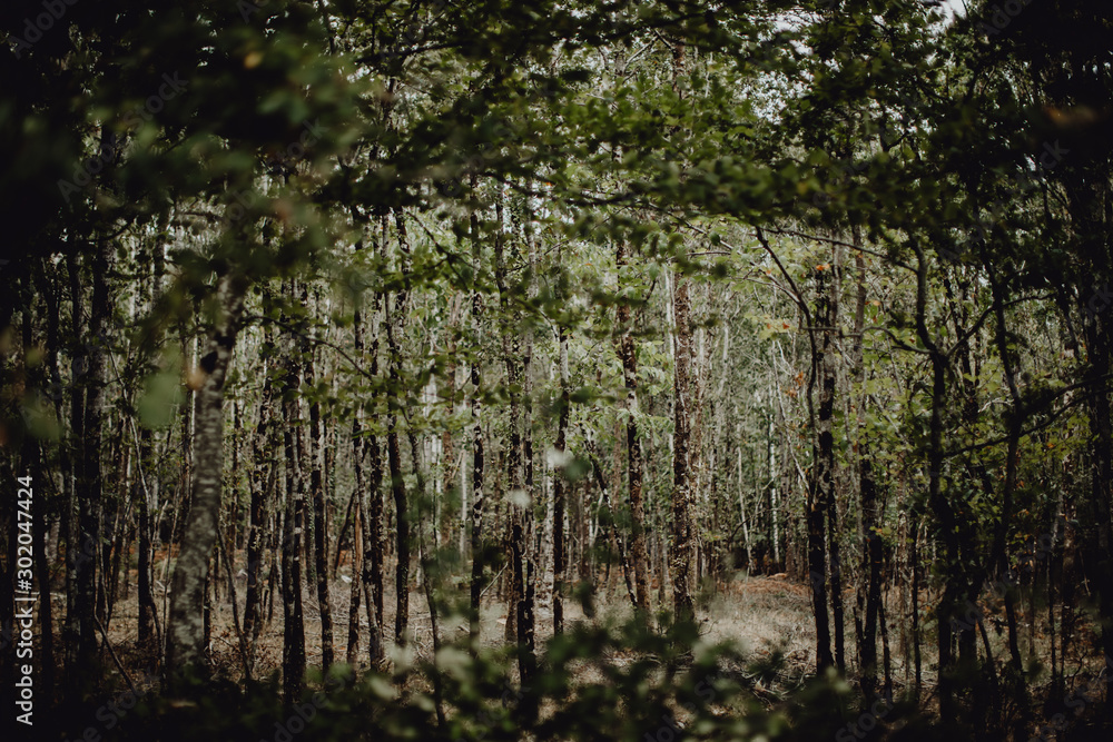 Fototapeta premium Forêt