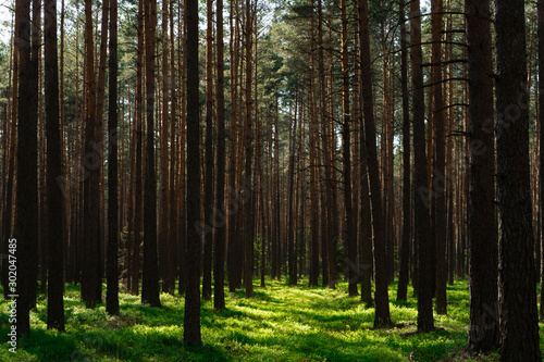 Sunny Forest © Bartek Wróblewski