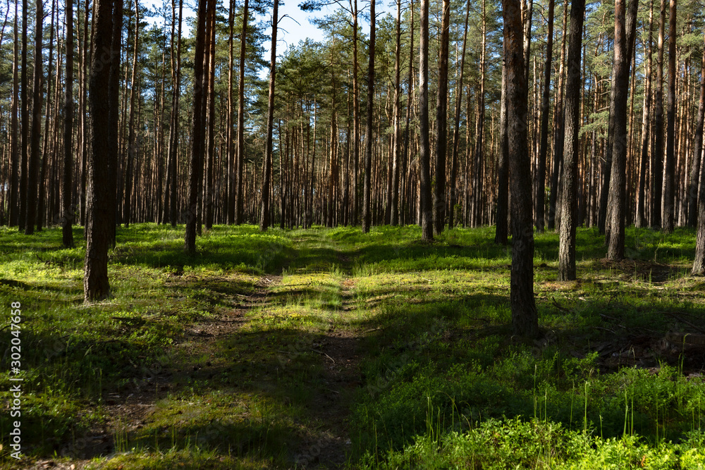 Fototapeta premium Forest