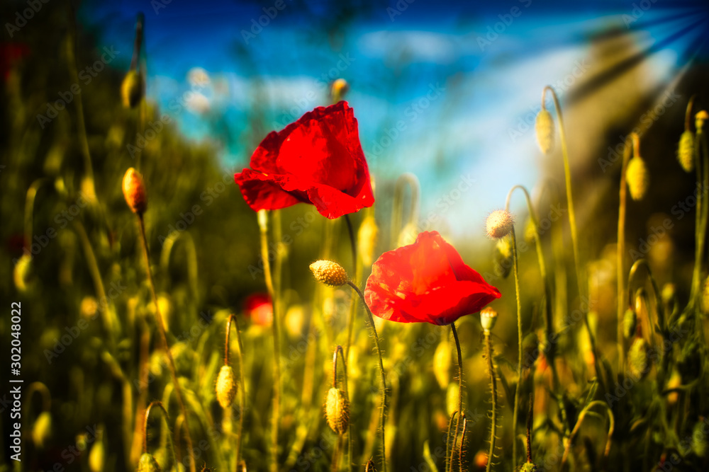 Obraz premium Field of Corn Poppy Flowers