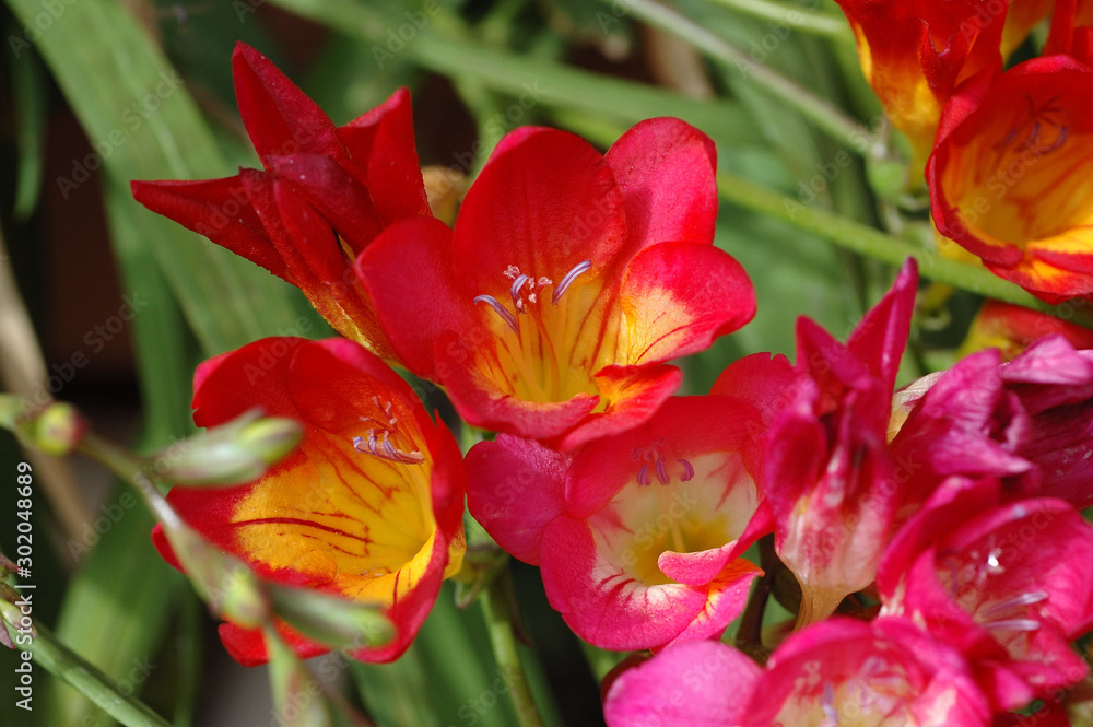 Naklejka premium Bush lily, Clivia miniata.