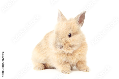 Bunny rabbit isolated on white background