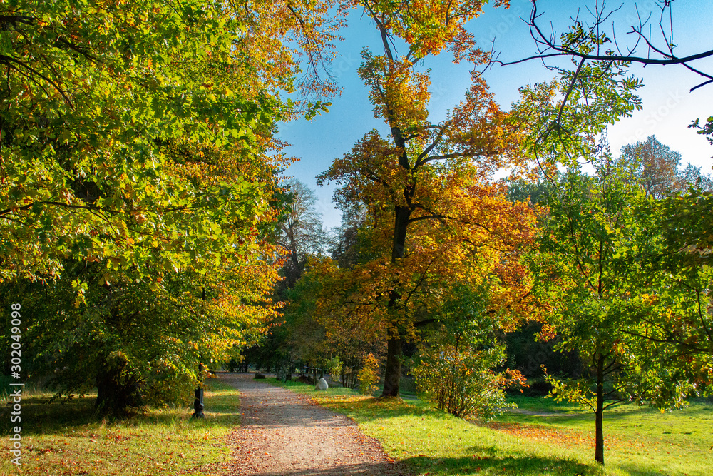 Fototapeta premium Road in The Park