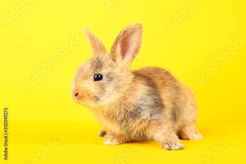Bunny rabbit on yellow background