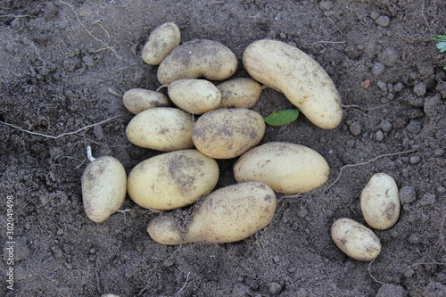 Potato. potato tuber.