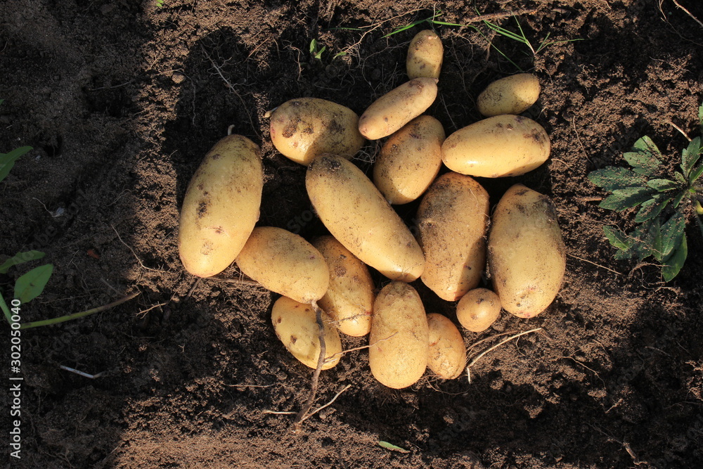 Fototapeta premium Potato. potato tuber.