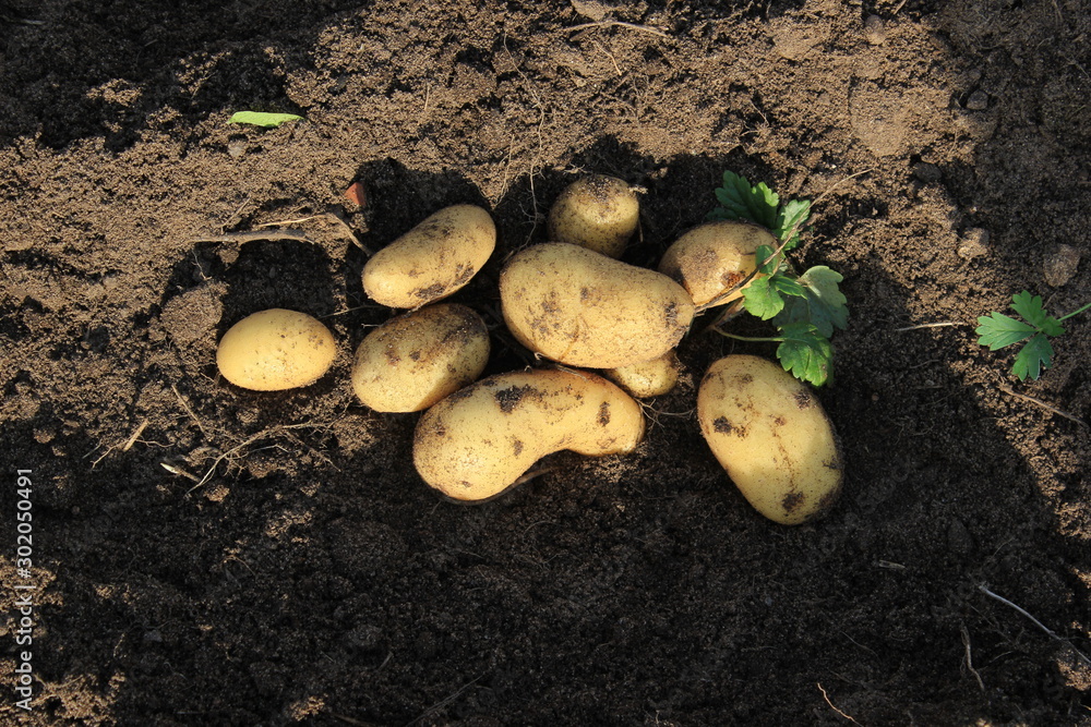 Potato. potato tuber.