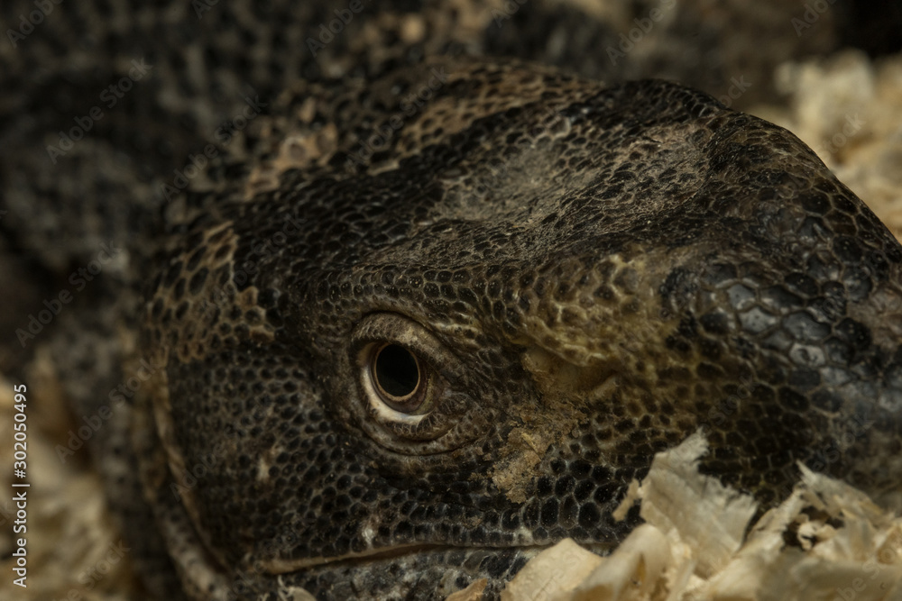 Head and eye of a monitor lizard macro photography Head and eye of a monitor lizard macro photography