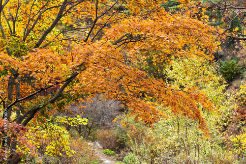 Selective focus of maple leaves in autumn season.