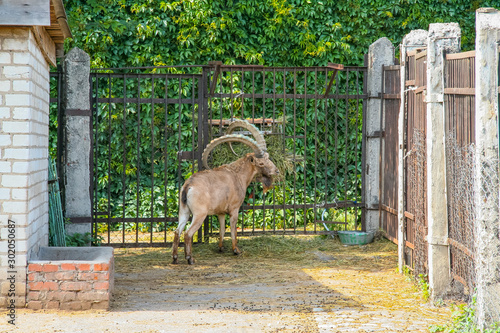 Wild antelope in zoo © Dmytro
