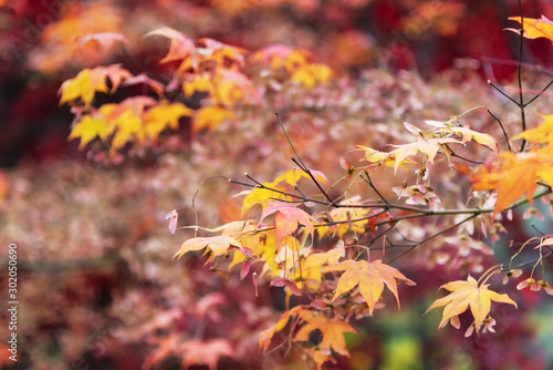 Selective focus of maple leaves in autumn season.
