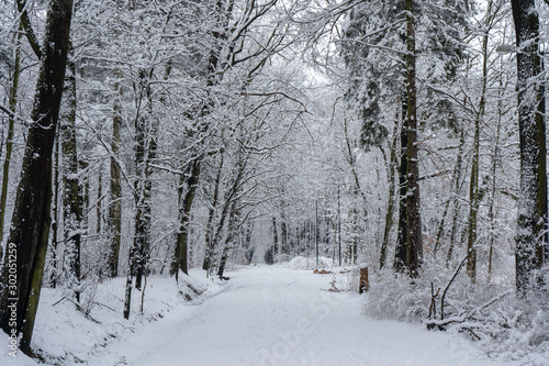 Snowy Tree © Bartek Wróblewski