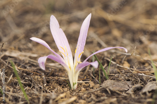 Merendera filifolia is a delicate pink or purple plant that grows in the meadows sometimes known as false saffron although it does not resemble plants of the genus crocus