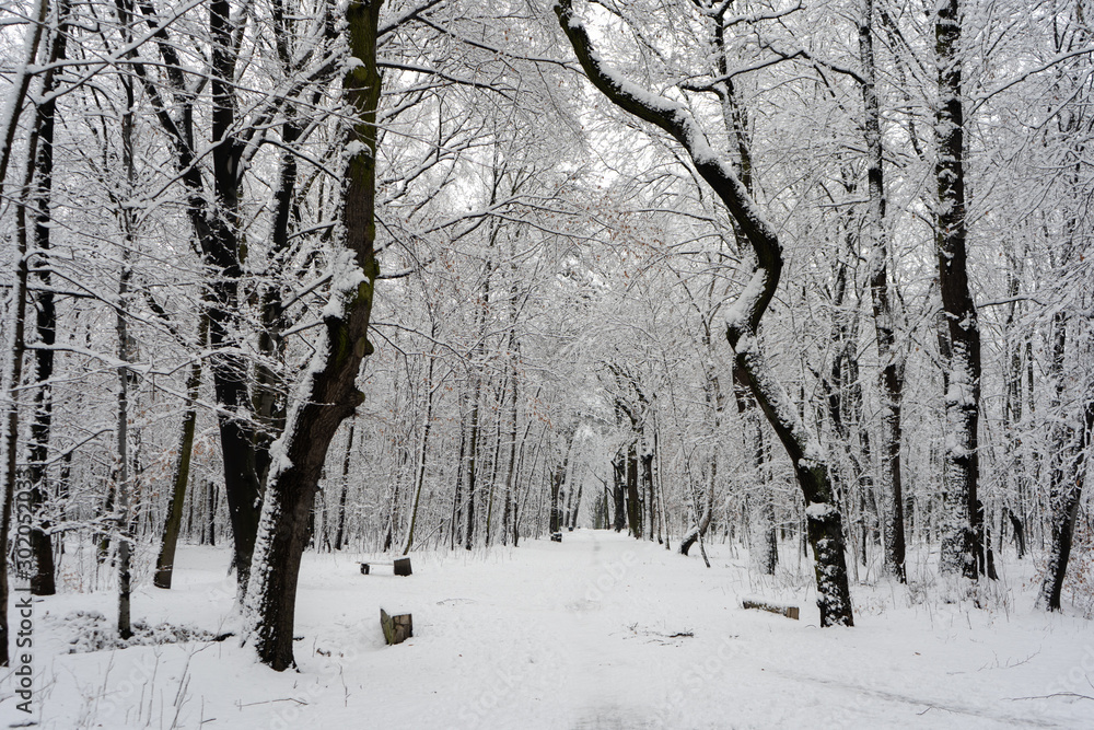Fototapeta premium Snowy Tree