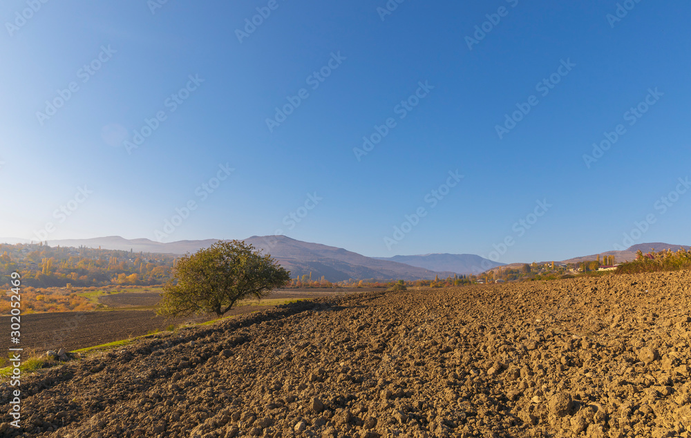 Lonely Standing Tree Plowed Field Lonely Standing Tree Plowed Field