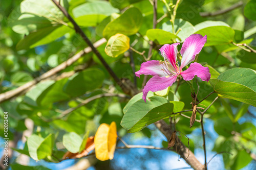 Pink Chongkho flowers held on a branch. photo