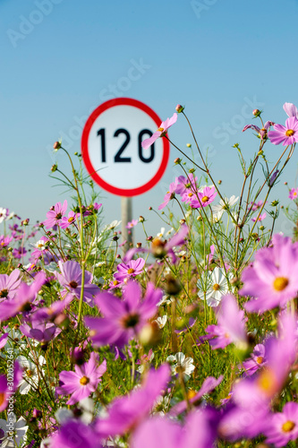 120 Kilometer per hour road sign near a field of Cosmos Flowers