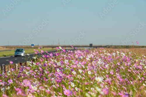A car driving on motorway or freeway past a field of Cosmos 