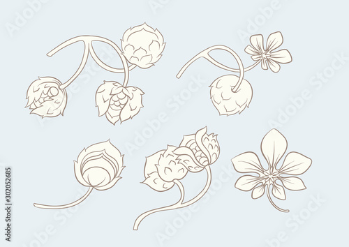 Hazelnut illustration in art nouveau style, vintage, old, retro style. In vintage blue and beige colors. Vector illustration